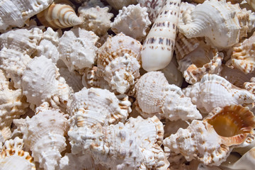 Obraz na płótnie Canvas Seashells background, macro shot of beautiful