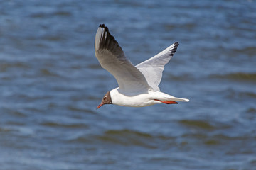 Fototapeta na wymiar black-headed gull flying above river