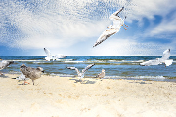 Fliegende Möwen am Ostseestrand Insel Usedom
