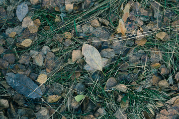 Dry Leaf On Ground
