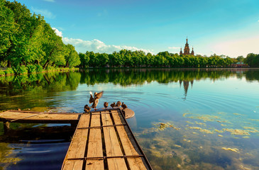 Duck with ducklings on the dock