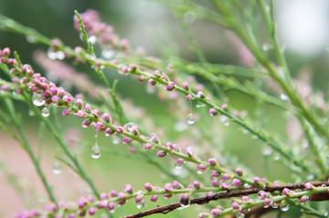 Tamarisk or Tamarix ramosissima pink flowers in dew
