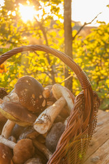 harvesting of mushrooms
