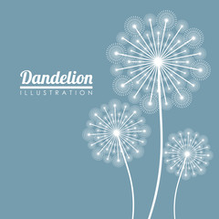 Obraz premium White dandelion icon. Summer seed plant and flower theme. Colorful design. Blue background. Vector illustration