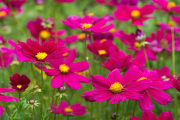 Obraz premium Kwiaty Cosmea