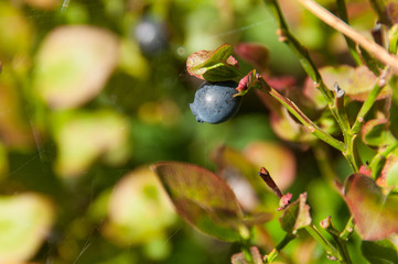 Blaubeere im Wald