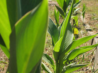 Obraz premium The textured surface of bright green plant in daylight summer