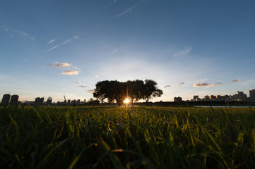 Obraz premium sunrise on the silhouette branches of trees in the morning