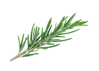 Fresh green sprig of rosemary isolated on white background.