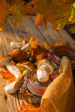 harvesting of mushrooms