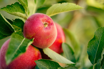 Apple tree with fruits
