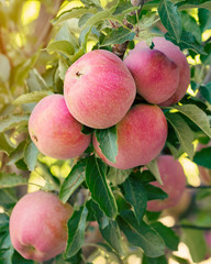 Naklejka premium Apple tree with fruits