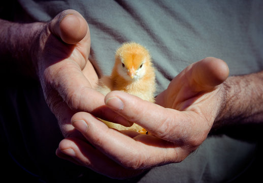 Baby Chick