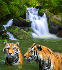 Fototapeta na wymiar Siberian Tigers in water