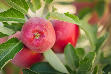 Apple tree with fruits