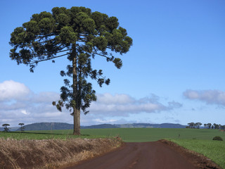 Araucaria
