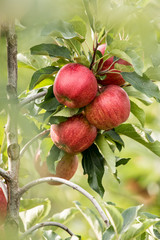 Apfel (Malus domestica)