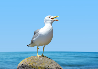 Seagull standing on his feet. In the background sea.