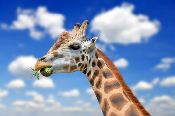 Naklejka premium Portrait of a giraffe in the background blue sky
