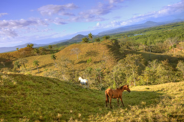 Fototapeta premium Tropical Countryside