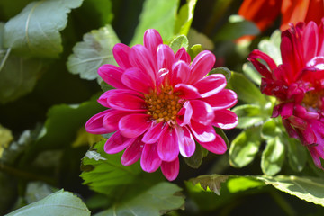 осенние цветы хризантемы