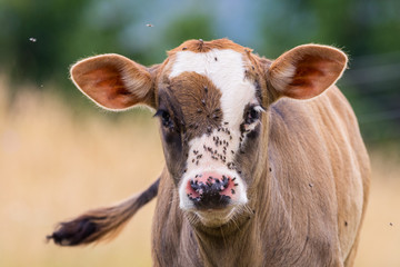 Baby bull with flyes on his face looking at the camera