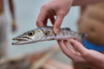 Barracuda