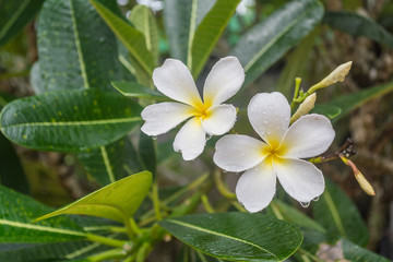 Obraz na płótnie Canvas Two beautiful white plumeria flowers with green leaves and dropl