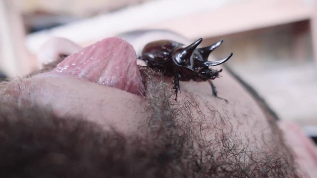Caucasian man with beard trying to eat rhinoceros beetle crawling on his face. 4k