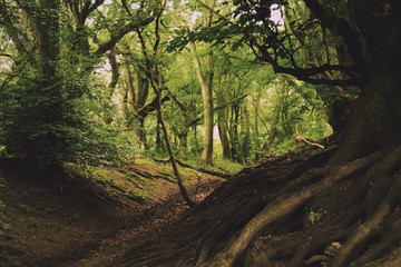 View through English woodland in the summer Vintage Retro Filter