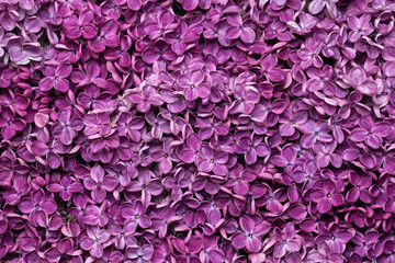 Fototapeta premium Nature background of purple lilac flowers