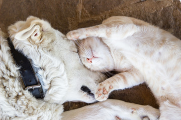 Dog and cat sleeping together, closeup