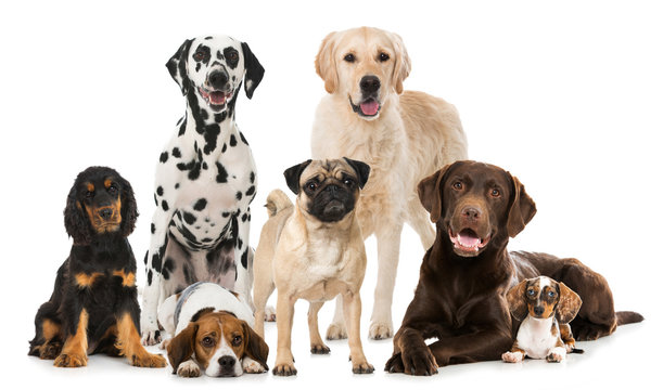 Rassehunde