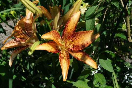 fleur orange dans la promenade fleurie - Mimizan