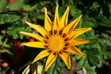 fleur jaune dans la promenade fleurie - Mimizan