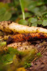 Small amount of reshly harvested organic carrots lying on garden surface, healthy lifestyle concept
