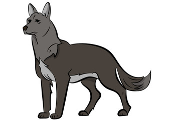gray wolf /dog ​​on a white background