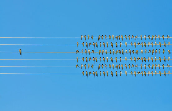     Individuality concept, birds on a wire 
