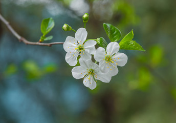 cherry flowers