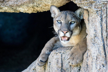mountain lion © makasana photo