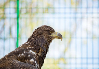 Fototapeta premium Bird eagle closeup day. Head