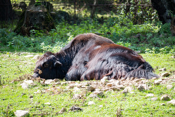 Black bison lying on green grass