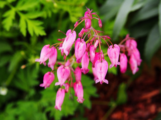 Dicentra eximia (turkey-corn, fringed wild bleeding-heart)  