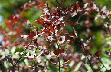 Purple bush crossed bristles closeup