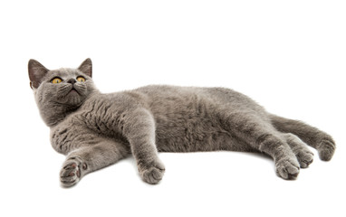 Naklejka premium British gray cat