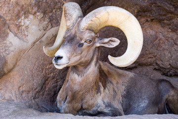 bighorn sheep