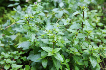 Growing mint leaves in the garden