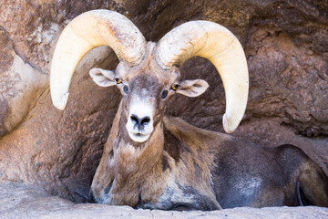 bighorn sheep