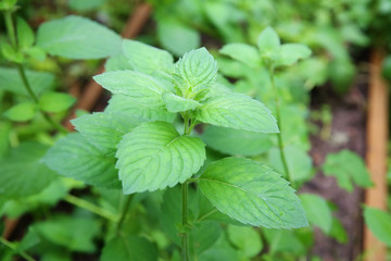 Growing mint leaves in the garden