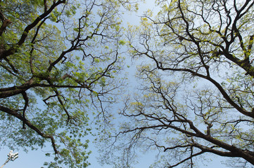 branches of a tree against blue sky close up
